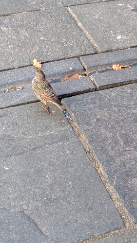 European Starling