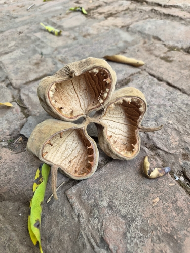 African Star-Chestnut
