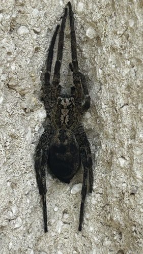 Mediterranean Spiny False Wolf Spider