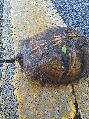 Eastern Box Turtle