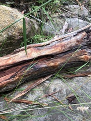 Echinopogon caespitosus