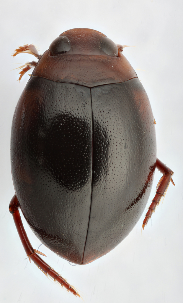 Pachydrus princeps