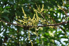 Lannea coromandelica