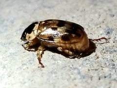 Anomala undulata