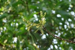 Lannea coromandelica