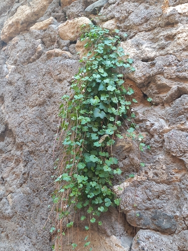 Ivy-leaved toadflax