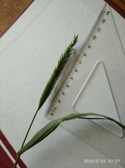 Agropyron