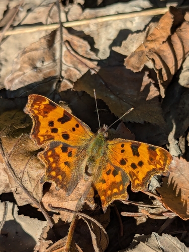 European Comma