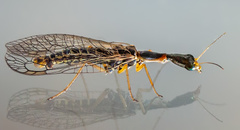 Xanthostigma xanthostigma