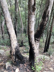 Eucalyptus piperita