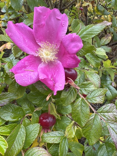 rugosa rose