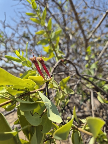 Namnambush