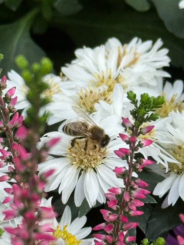 Western Honey Bee