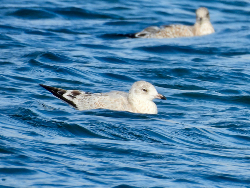 Ring-billed Gull