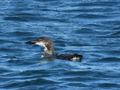 Common Loon