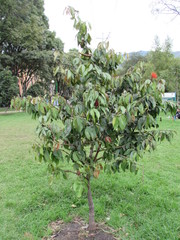 Calliandra trinervia