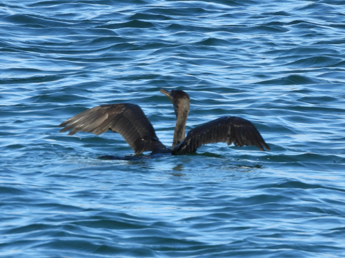 Double-crested Cormorant
