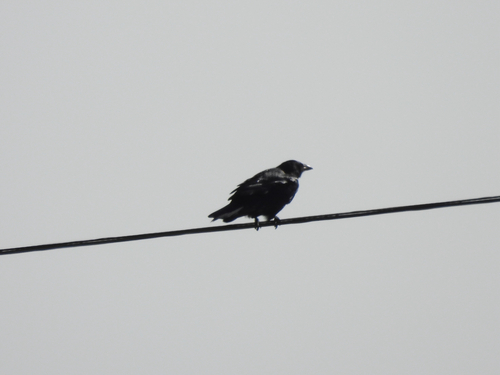 American Crow