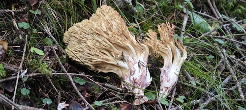 bloody coral fungus