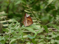 Elymnias hypermnestra undularis