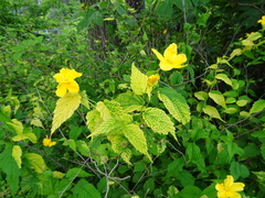 Kerria japonica
