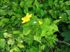 Kerria japonica