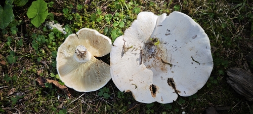 Lactifluus bertillonii