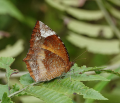 Elymnias hypermnestra undularis