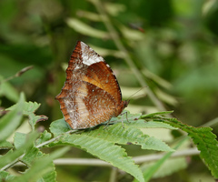 Elymnias hypermnestra undularis