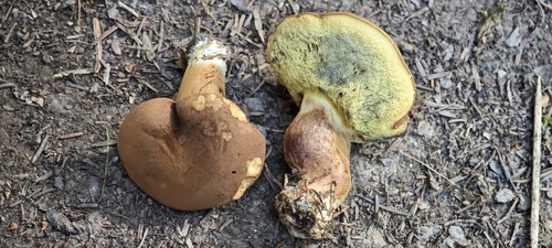 Bay Bolete