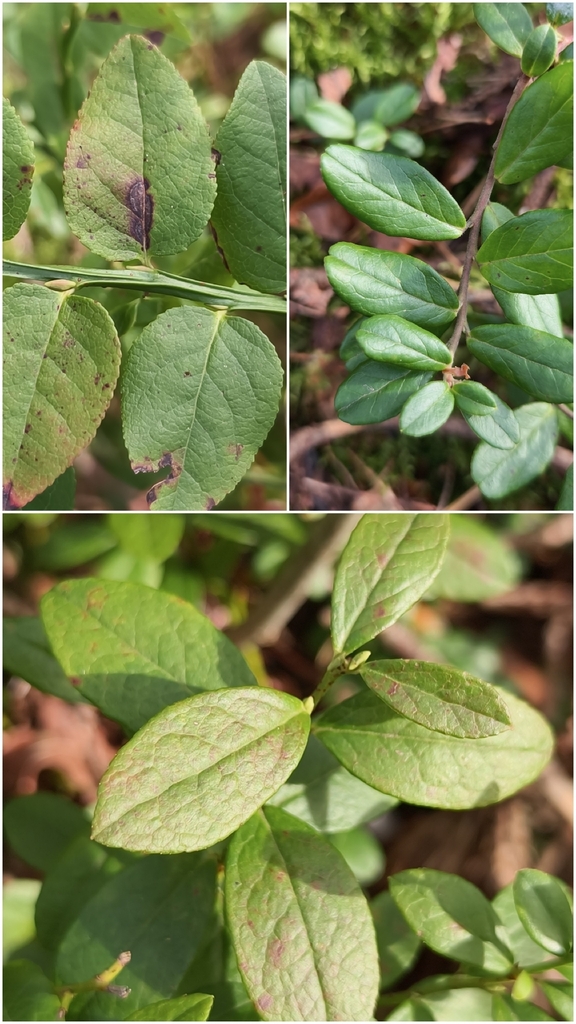 Vaccinium × intermedium; photograph Thomas Gyselinck, CC BY, iNaturalist via GBIF