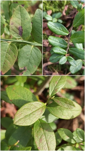 Vaccinium intermedium