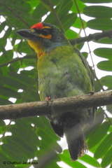 Psilopogon rubricapillus