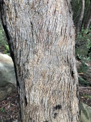 Eucalyptus piperita