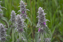 Stachys byzantina