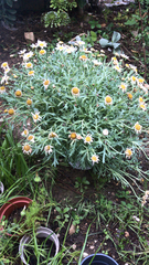 Argyranthemum frutescens