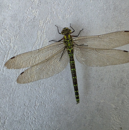 Southern Hawker