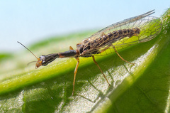 Xanthostigma xanthostigma