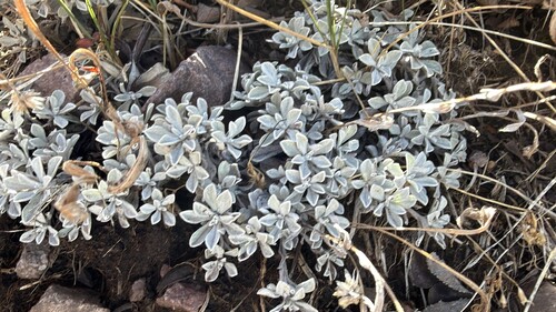 Antennaria parvifolia observed 2026-09-24