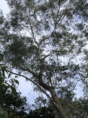 Eucalyptus piperita