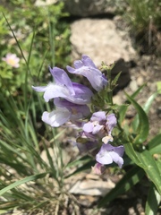 Penstemon lyallii