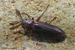 Callirhipidae