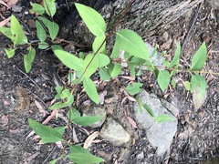 Eucalyptus piperita