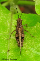 Trilophidia