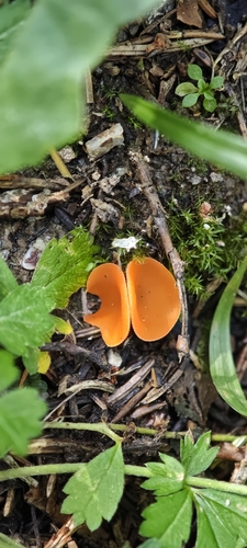 orange peel fungus