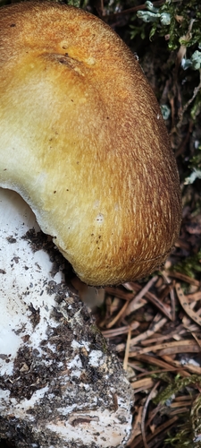 Tricholoma arvernense