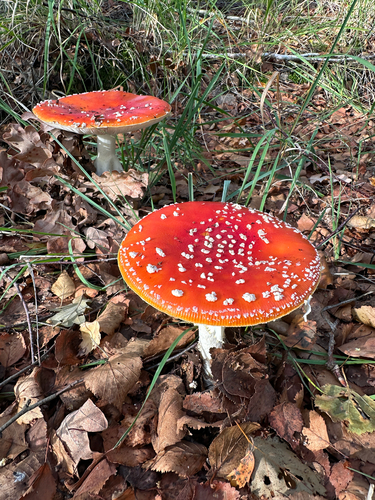 Fly Agaric