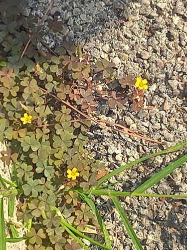 Creeping Woodsorrel