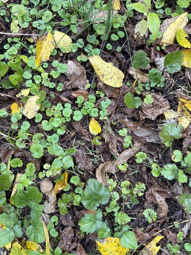 ground-ivy