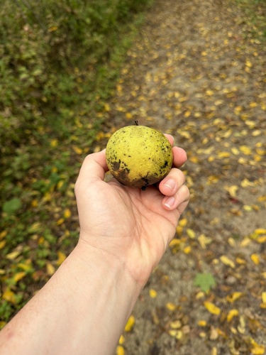 eastern black walnut